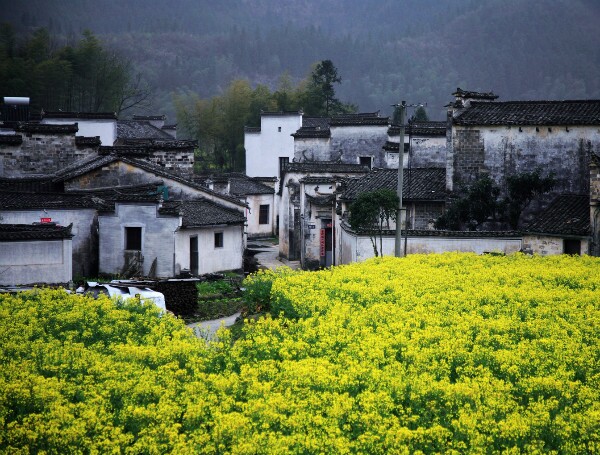 Huangshan Spring Tour