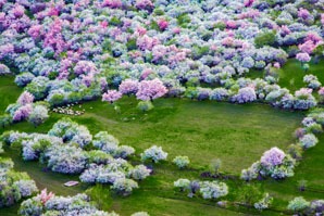 A sea of flowers in Yili, Xinjiang province