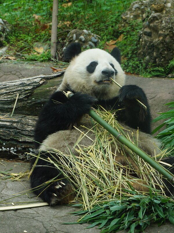 Base del panda
