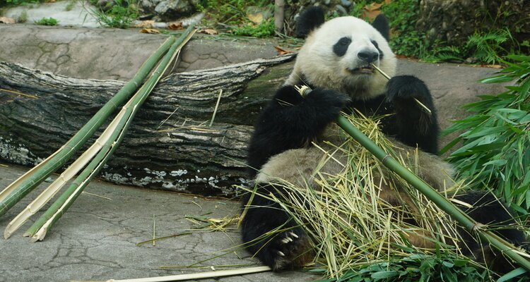 feed pandas in panda base