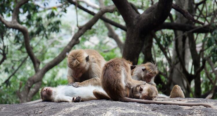 Monkeys in Qianling Park