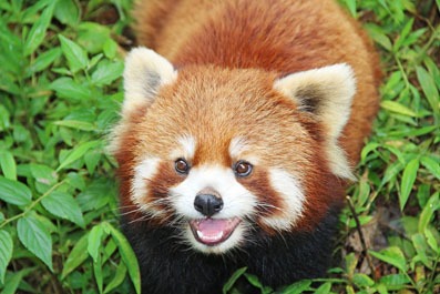 Panda Rosso Ailurus Fulgens Carattere Comportamento E Informazioni