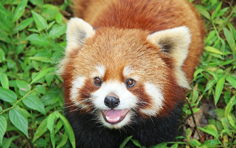 fluffy red panda