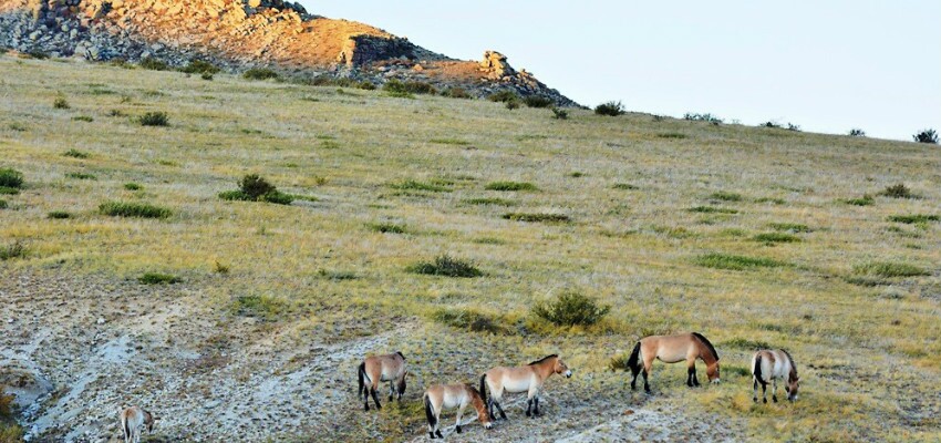 Mongolei Urlaub