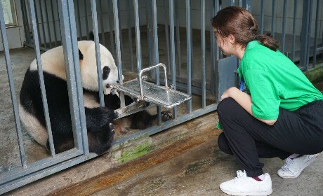 パンダボランティア活動