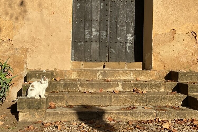 Кот в Запретном городе