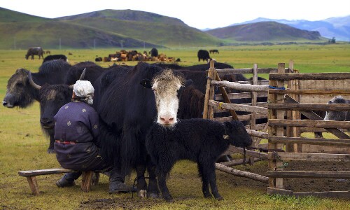 Mongolei Leben