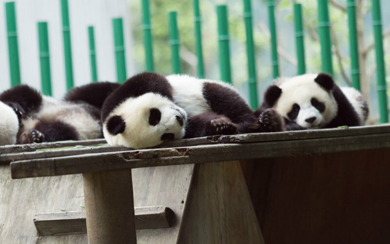 Baby Pandas Top 10 Surprising Facts You Didn T Know