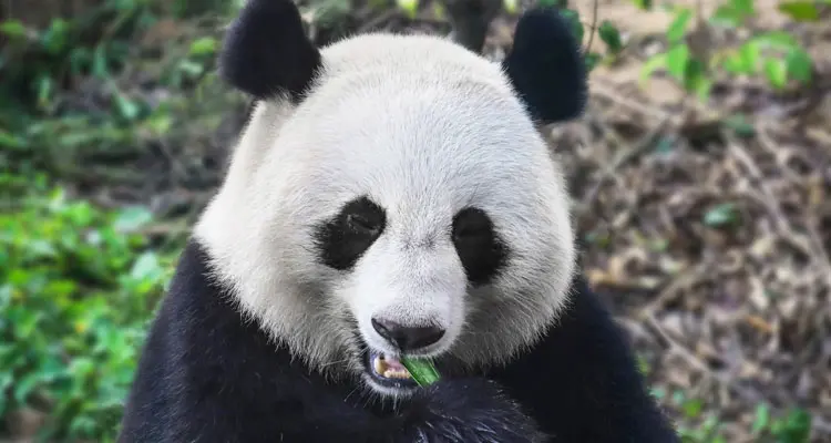Sichuan giant panda