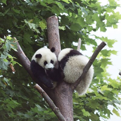 臥龍パンダ基地