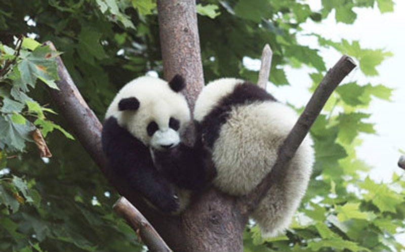 Sichuan Giant Panda Sanctuaries        