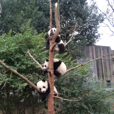 成都ジャイアントパンダ繁殖基地
