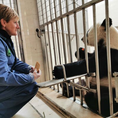 臥龍パンダ基地