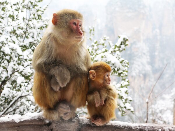 Monos en Zhangjiajie durante el invierno