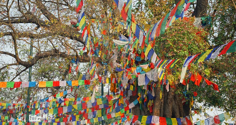 The Great Bodhi Tree