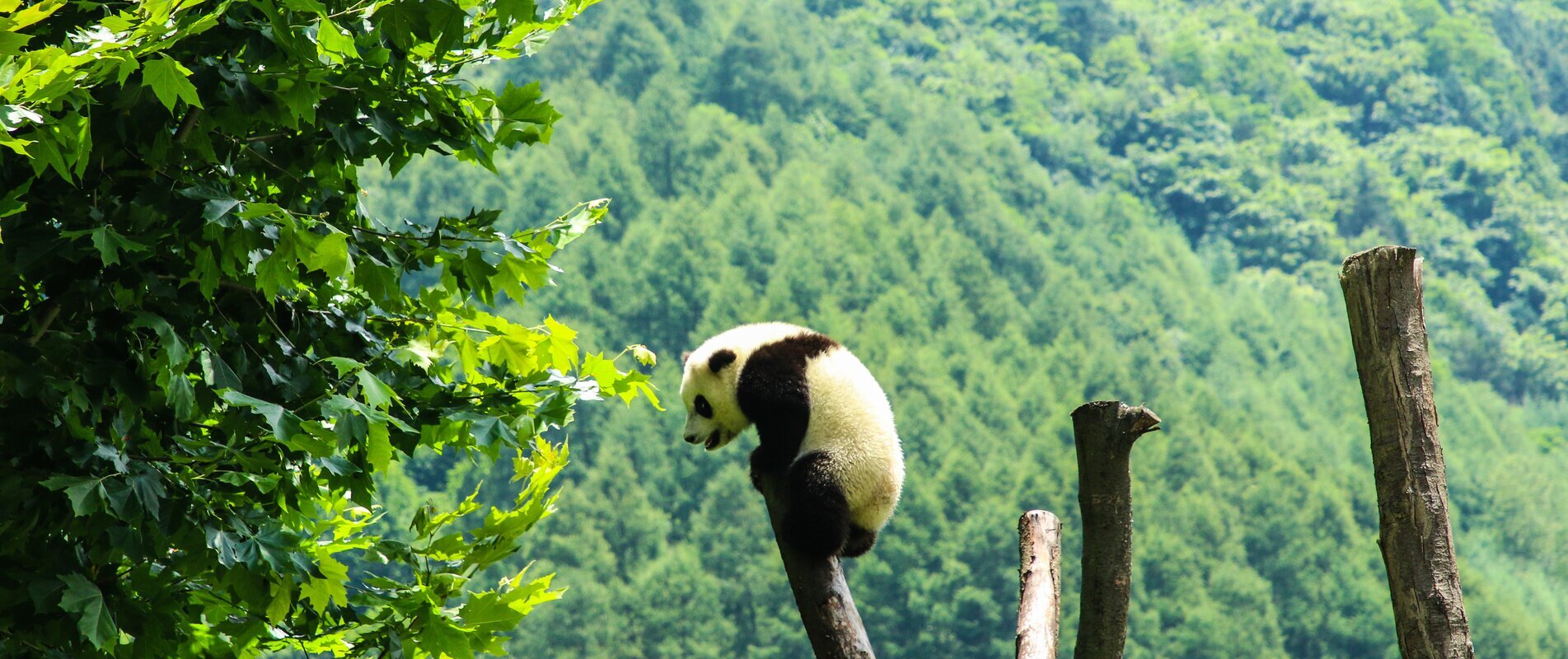 Centro di ricerca dei panda giganti di Wolong