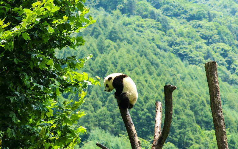 Giant Pandas Behavior — What Do They Do All Day