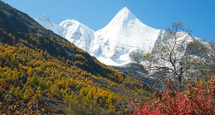 snow mountain and yellow forest
