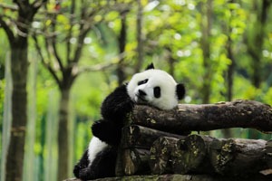 panda