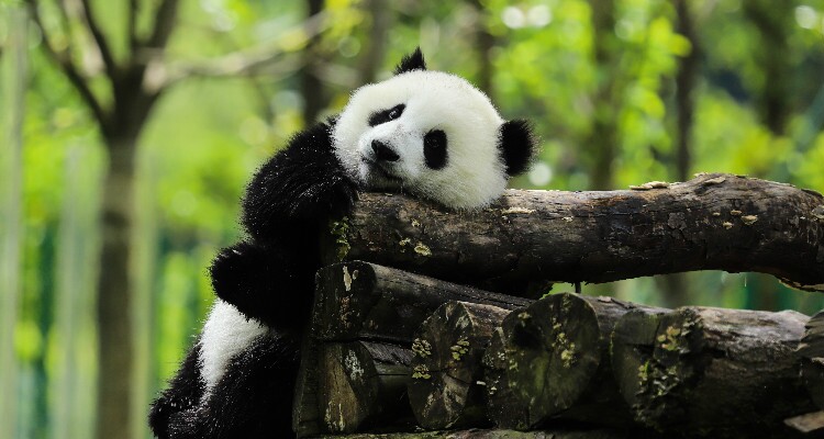 an adorable panda in the forest