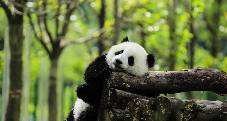 A cute panda, Chengdu