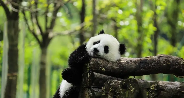 A cute panda