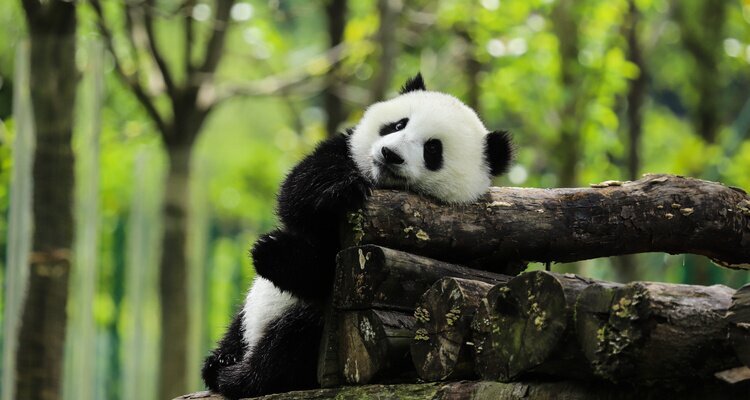 Panda gigante a Chengdu durante il tour Sapori della Cina di 14 giorni