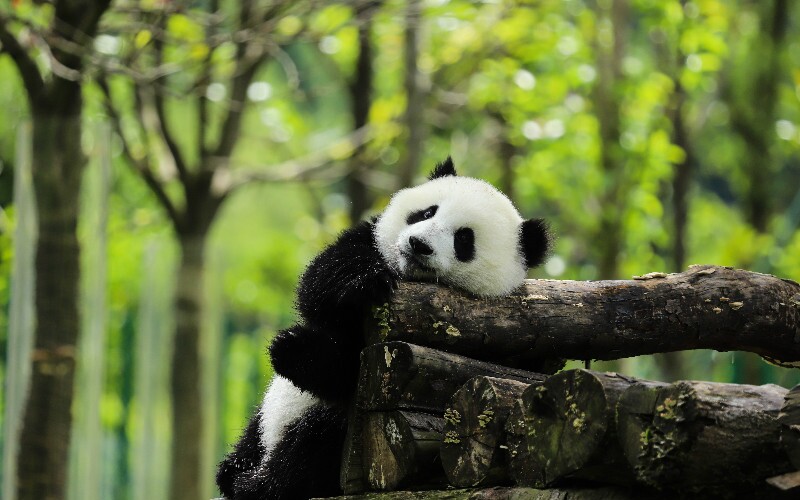 Where Do Pandas Live Habitat