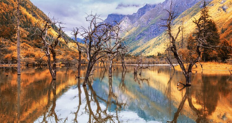 Tree shadows in the water of Shuangqiao Valley