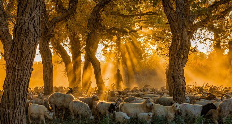 Ejina Desert Poplar Forest