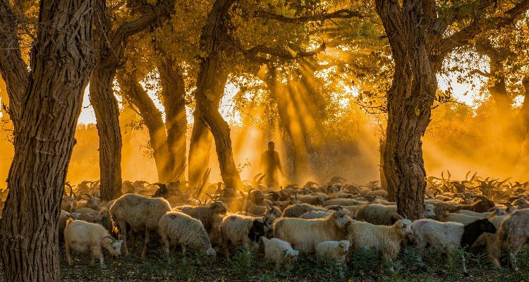 Ejina's Poplar Forest