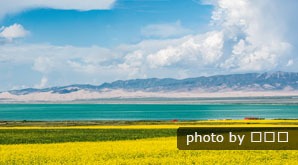 rape flowers in Qinghai Lake