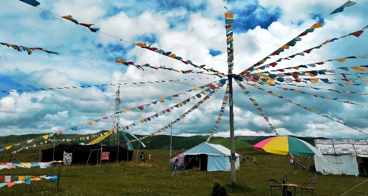 Gers on the grassland