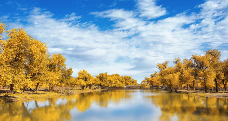 Populous Euphratica Forest
