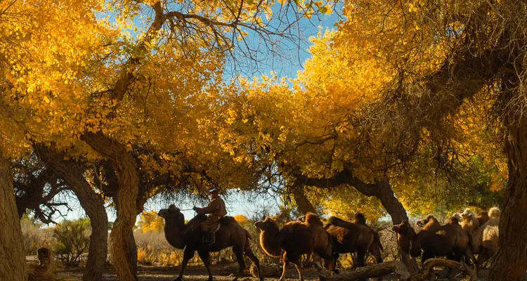 Ejina Euphrates Poplar Forest