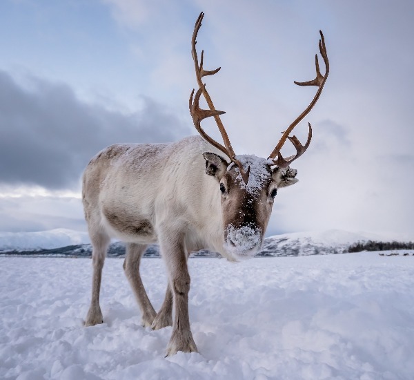 6-Day Hulunbuir Winter Tour with Reindeer Experience