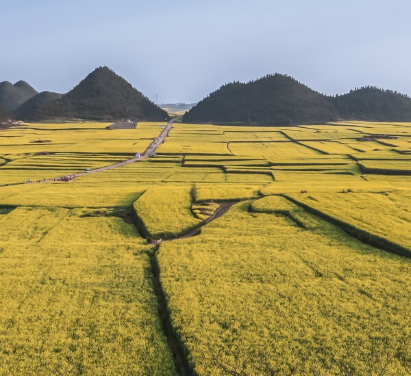 5-Day Kunming, Luoping, and Wanfenglin Tour