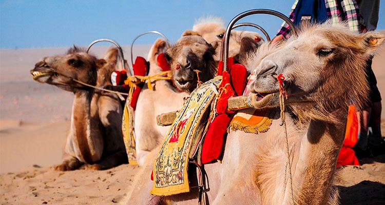 Camels at Shapotou