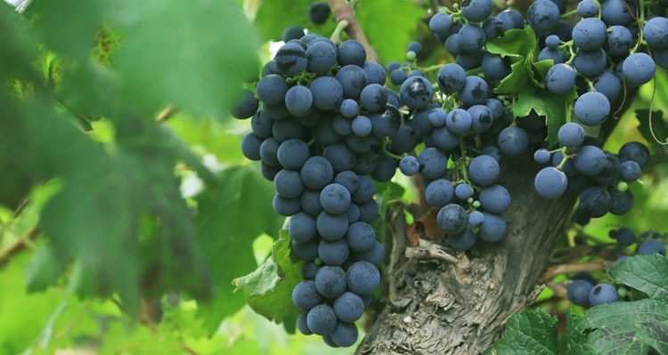 grapes in Xige Estate