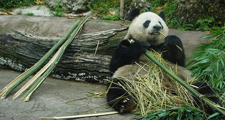 Pandas Eating Bamboo