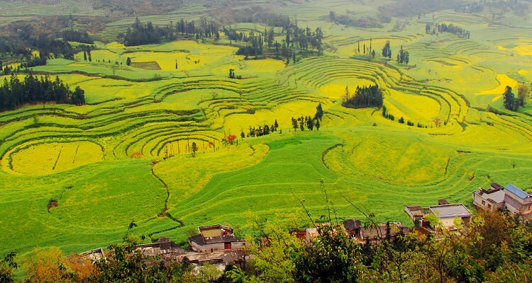 Luosi Fields