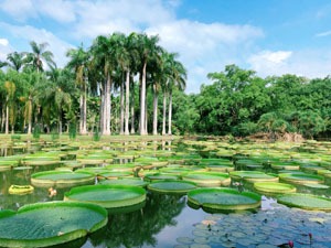 Xishuangbanna's tropical botanical garden