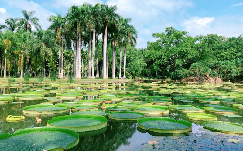 Xishuangbanna Tropical Botanical Garden A Great Family Tour Destination Xishuangbanna Tropical Botanical Garden A Great Family Tour Destination
