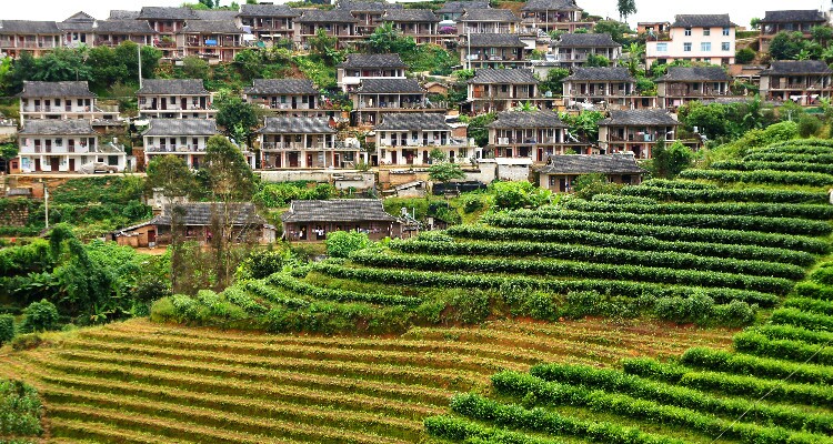 Tea Mountain in Xishuangbanna