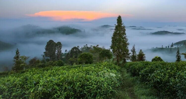 Enjoy the verdant scenery from tea hills