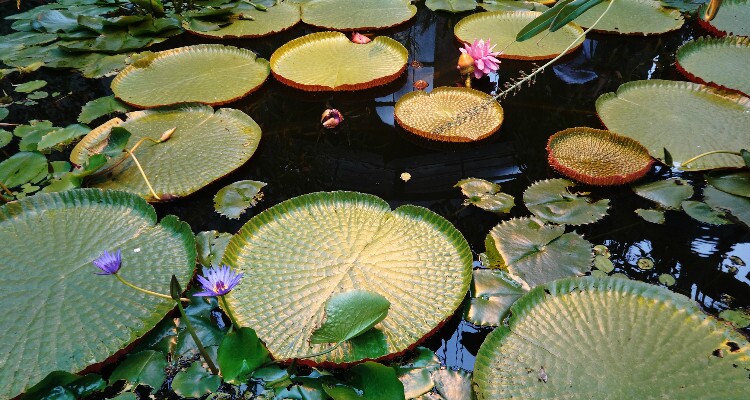 The Lotus Pond