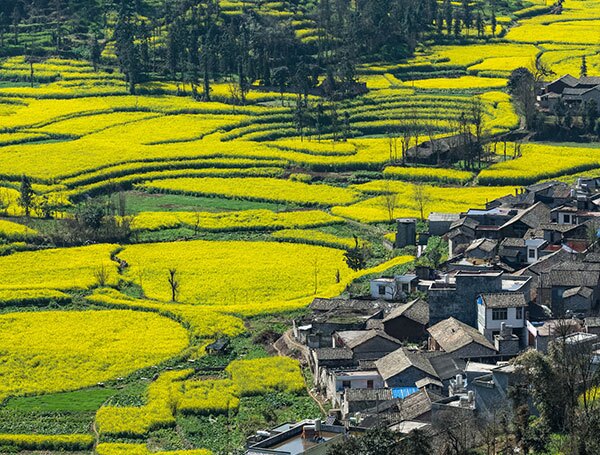 Luoping yellow flowers
