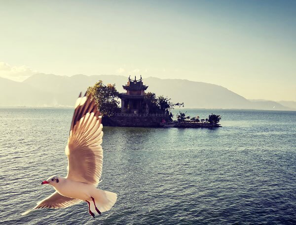 the birds on Erhai Lake