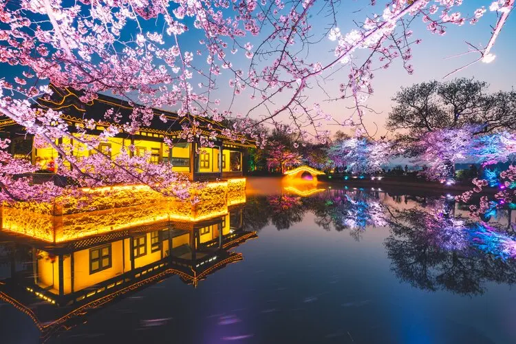 Wuxi Yuantouzhu cherry blossom
