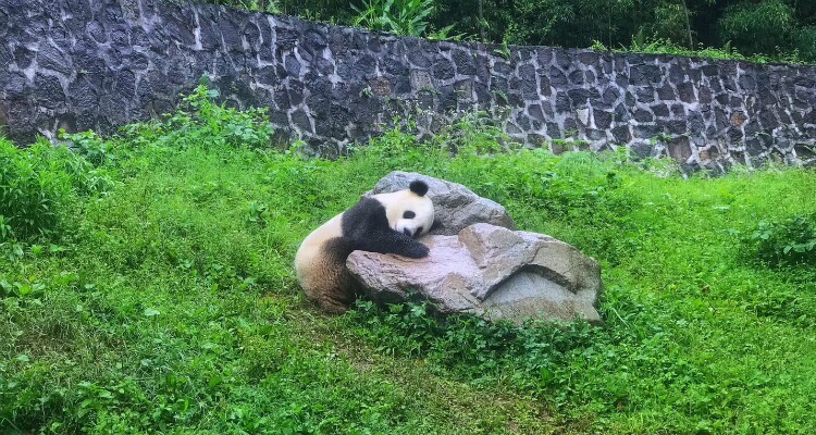 Panda Breeding and Research Center